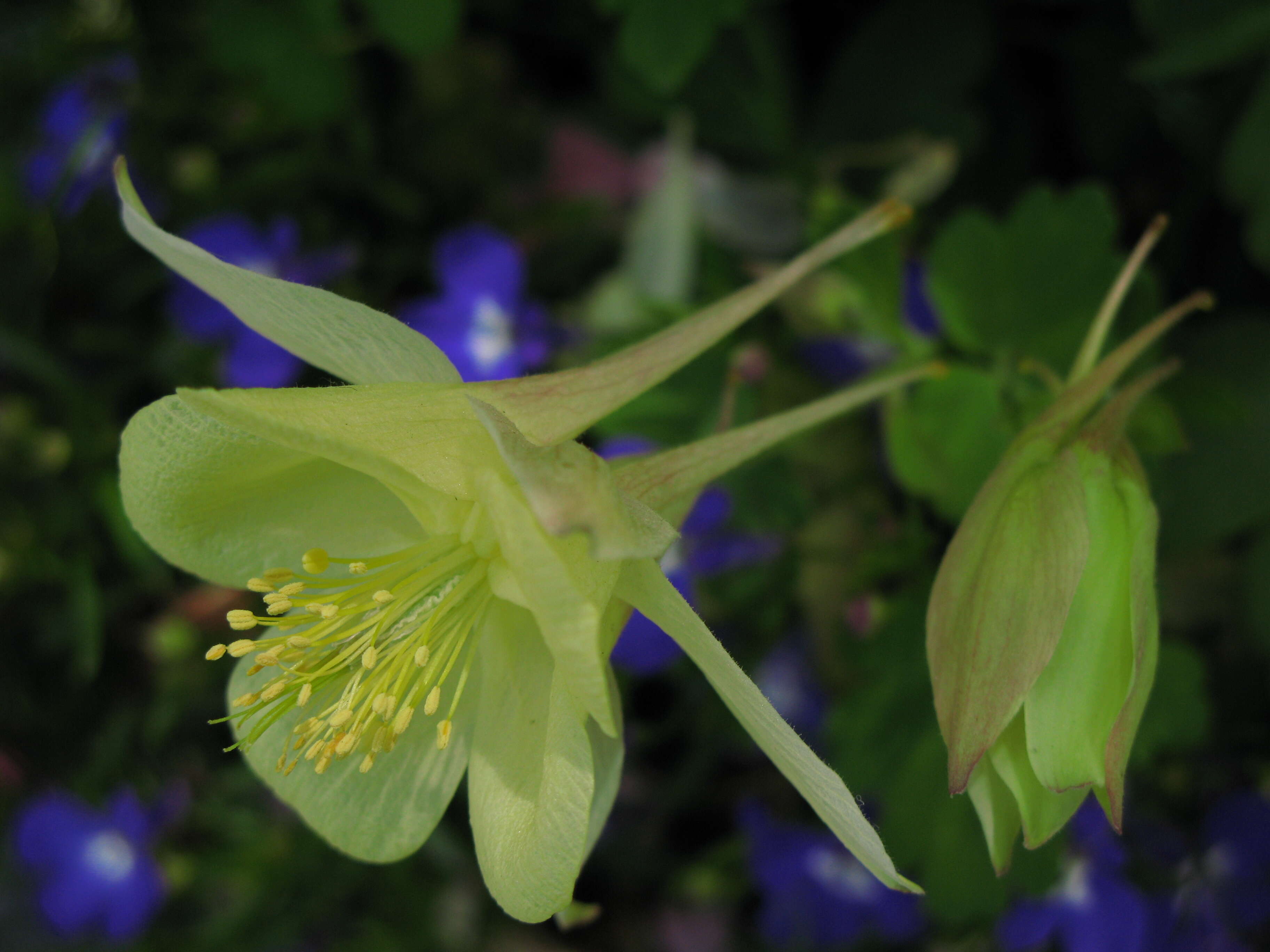 Image of Magnoliophyta