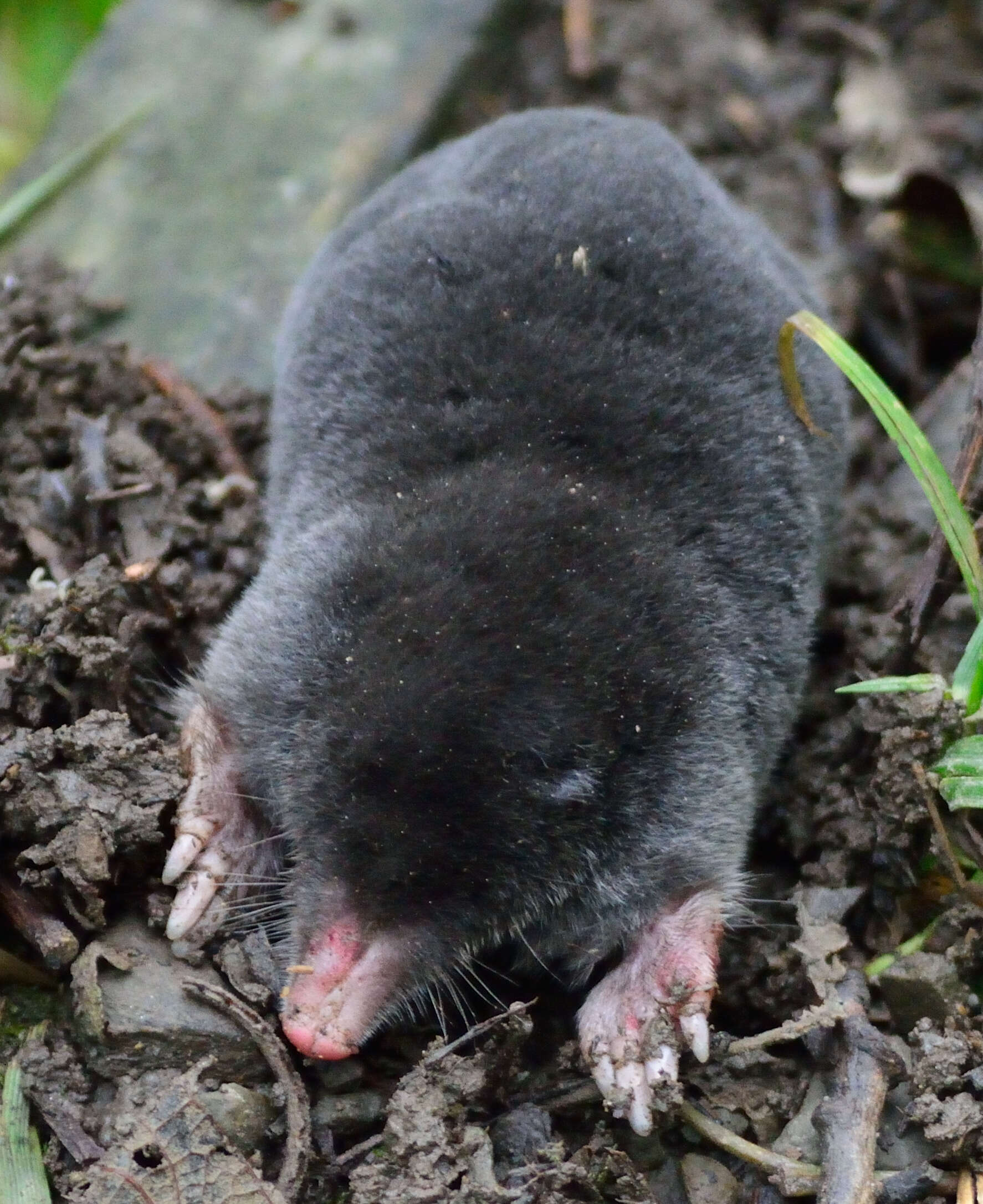 Image of desmans, moles, and relatives