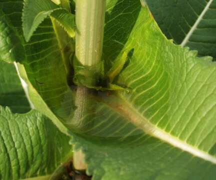 Image of cutleaf teasel