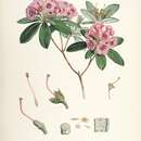 Image of Rhododendron glaucophyllum Rehd.