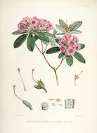 صورة Rhododendron glaucophyllum Rehd.