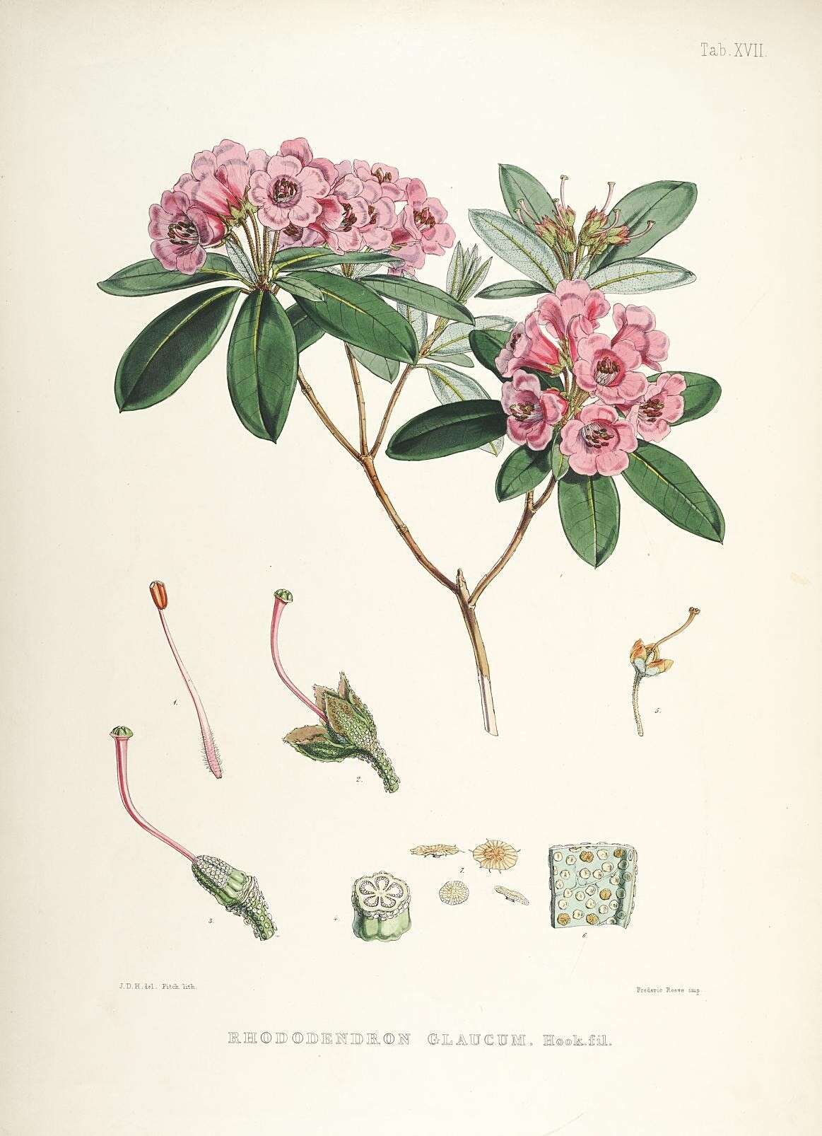صورة Rhododendron glaucophyllum Rehd.