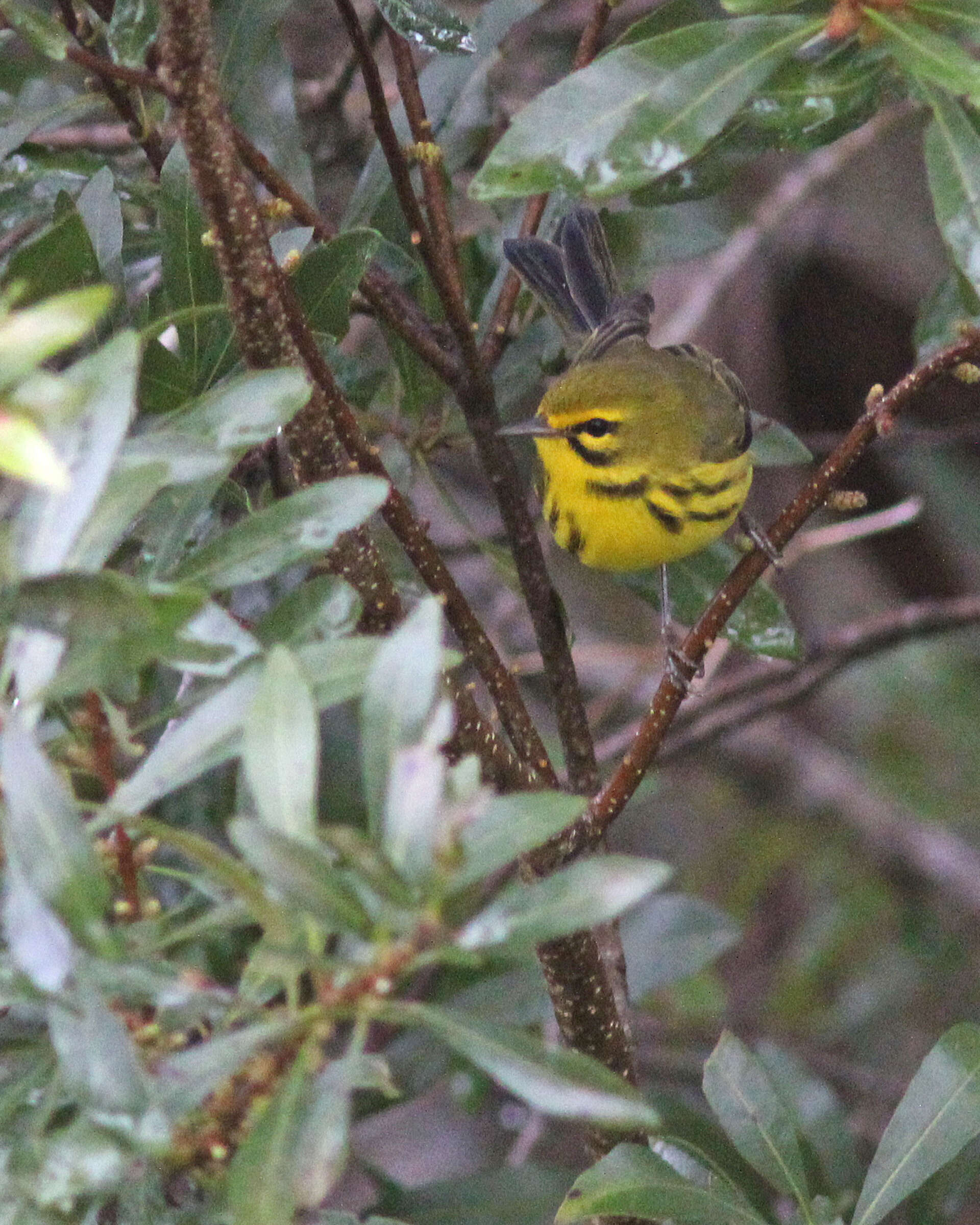 Image of Prairie Warbler