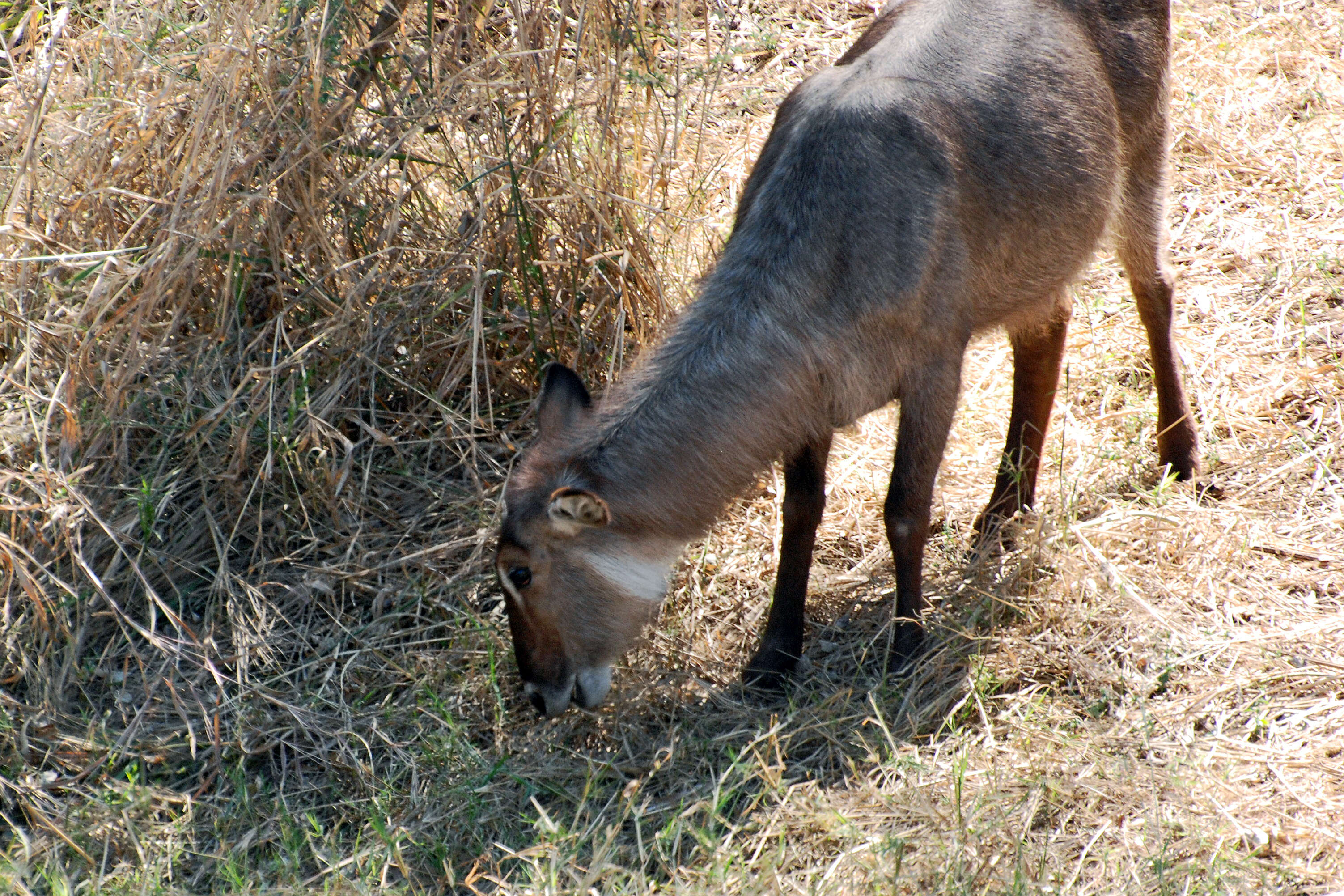 Image of Reduncinae