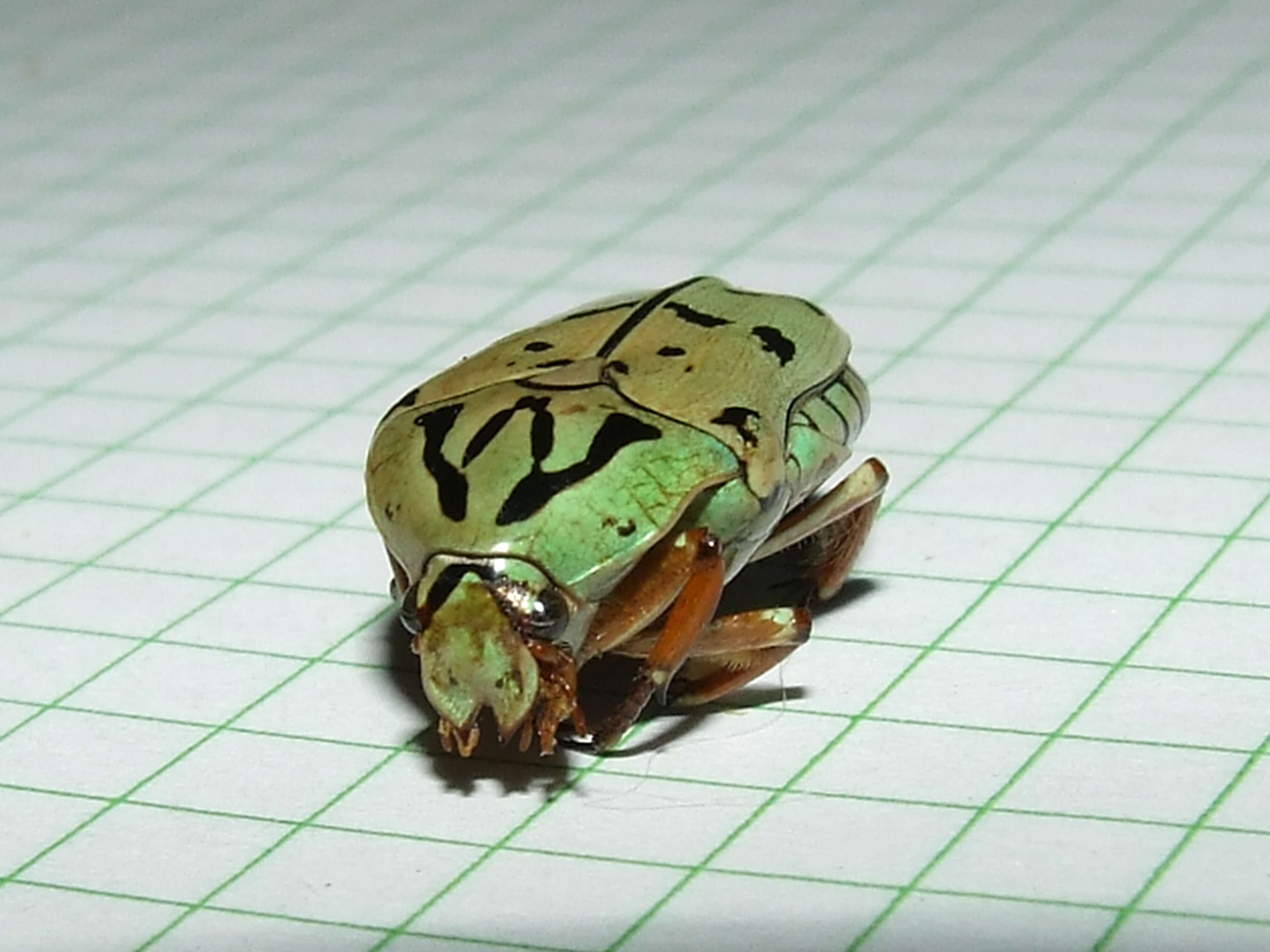 Image of flower chafers (beetles)