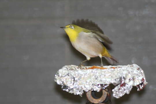 Image of Japanese White-eye