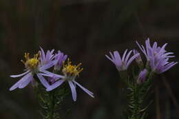 Plancia ëd Galatella sedifolia subsp. sedifolia