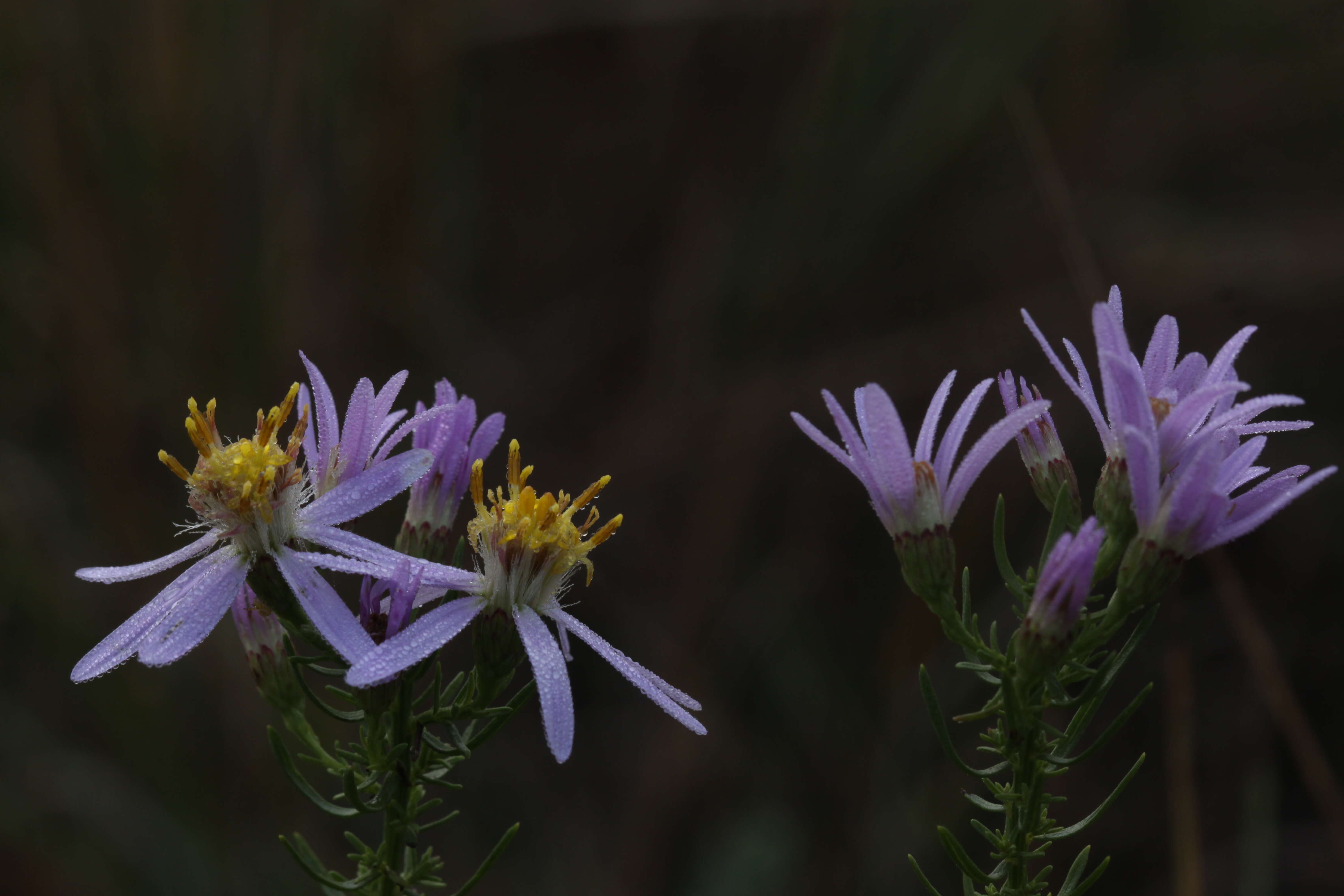 Plancia ëd Galatella sedifolia subsp. sedifolia