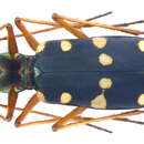 Image of Thopeutica (Thopeutica) sawadai Cassola 1991