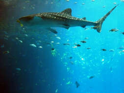 Image of carpet sharks