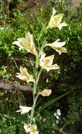 Imagem de Gladiolus tristis L.