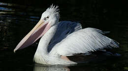 Image of Dalmatian Pelican