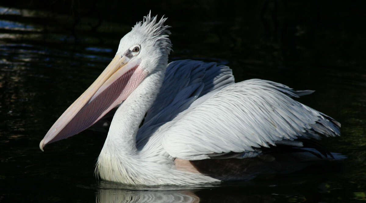 Image of Dalmatian Pelican