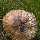 Image of Lycoperdon utriforme Bull. 1791