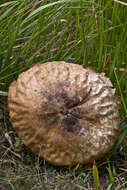 Image of Lycoperdon