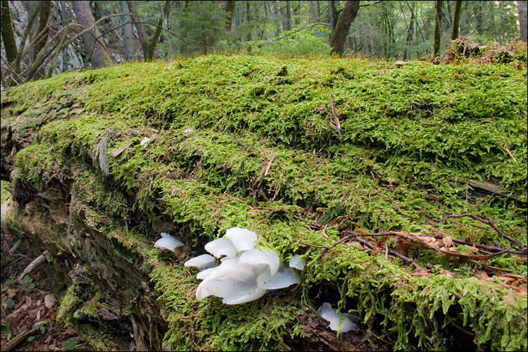 Image of Pseudohydnum