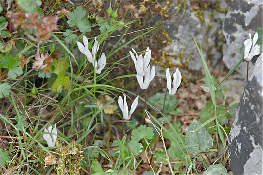 Image of Cretan cyclamen