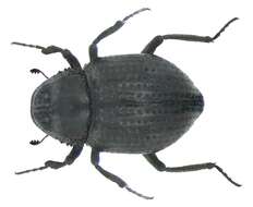Image of Georissidae