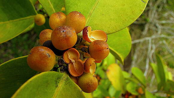 Слика од Monteverdia obtusifolia (Mart.) Biral