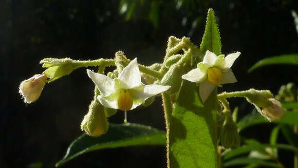 Image of Solanum asperum L. A. Rich.