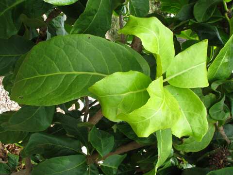 Image of umbrella catchbirdtree