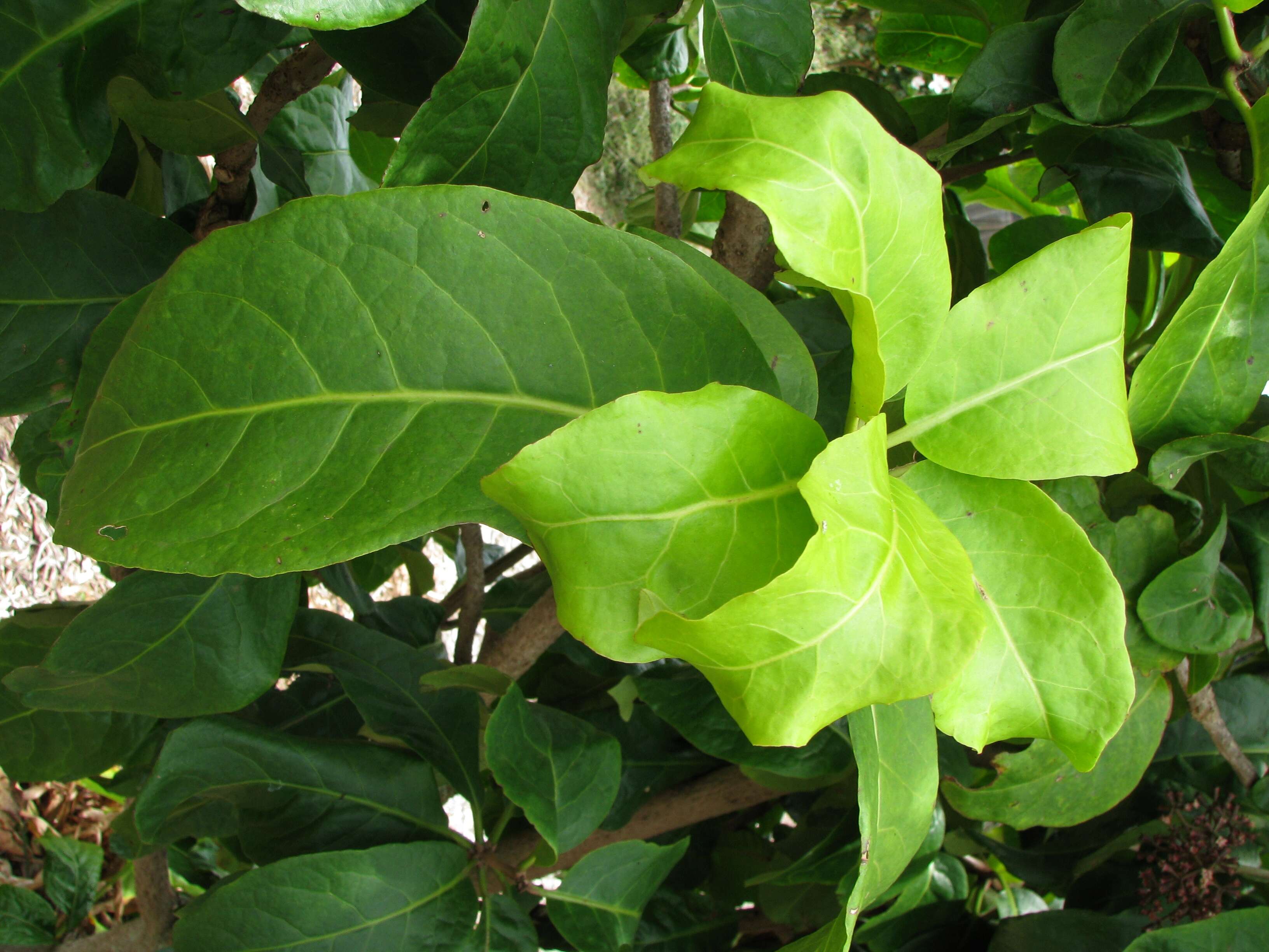 Image of Catchbirdtrees