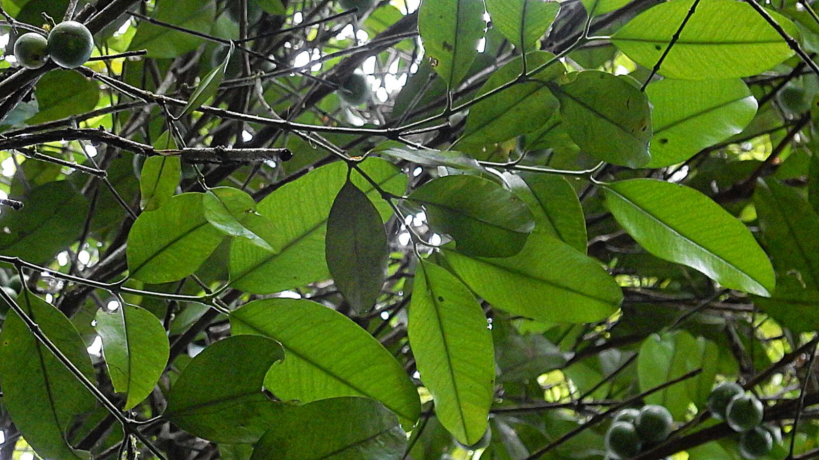 Sivun Garcinia macrophylla Mart. kuva