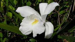 Image of Sobralia liliastrum Lindl.