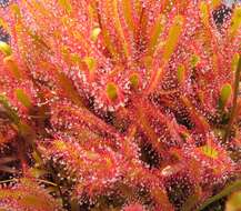 Image of Great Sundew