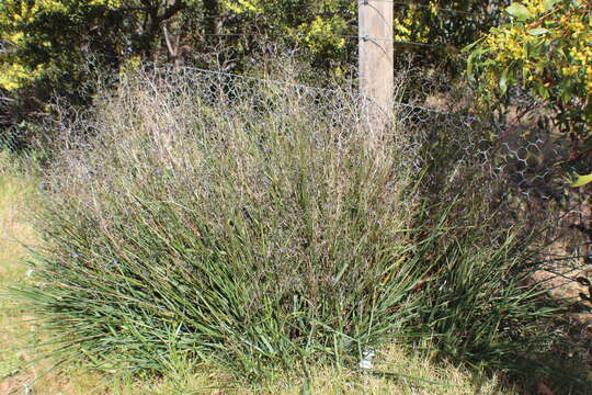 Image of Dianella revoluta var. revoluta