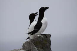 Image of Lesser auk