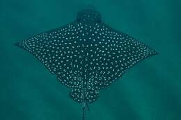 Image of Black eagle ray