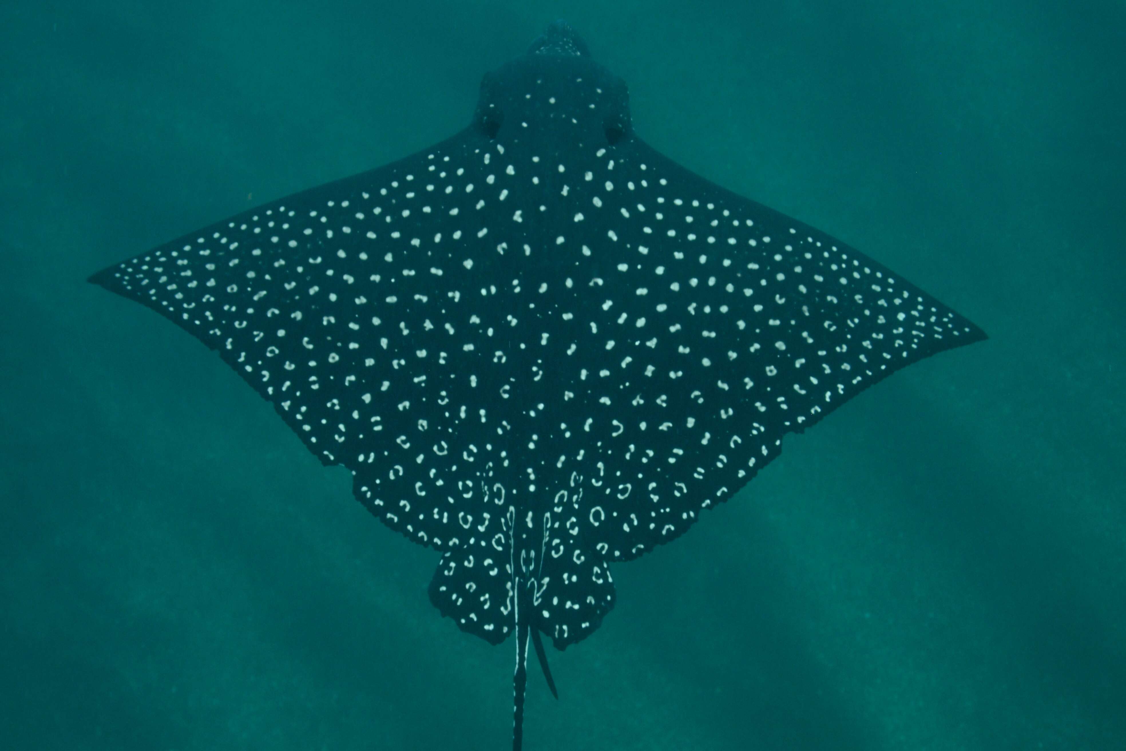 Image of Black eagle ray