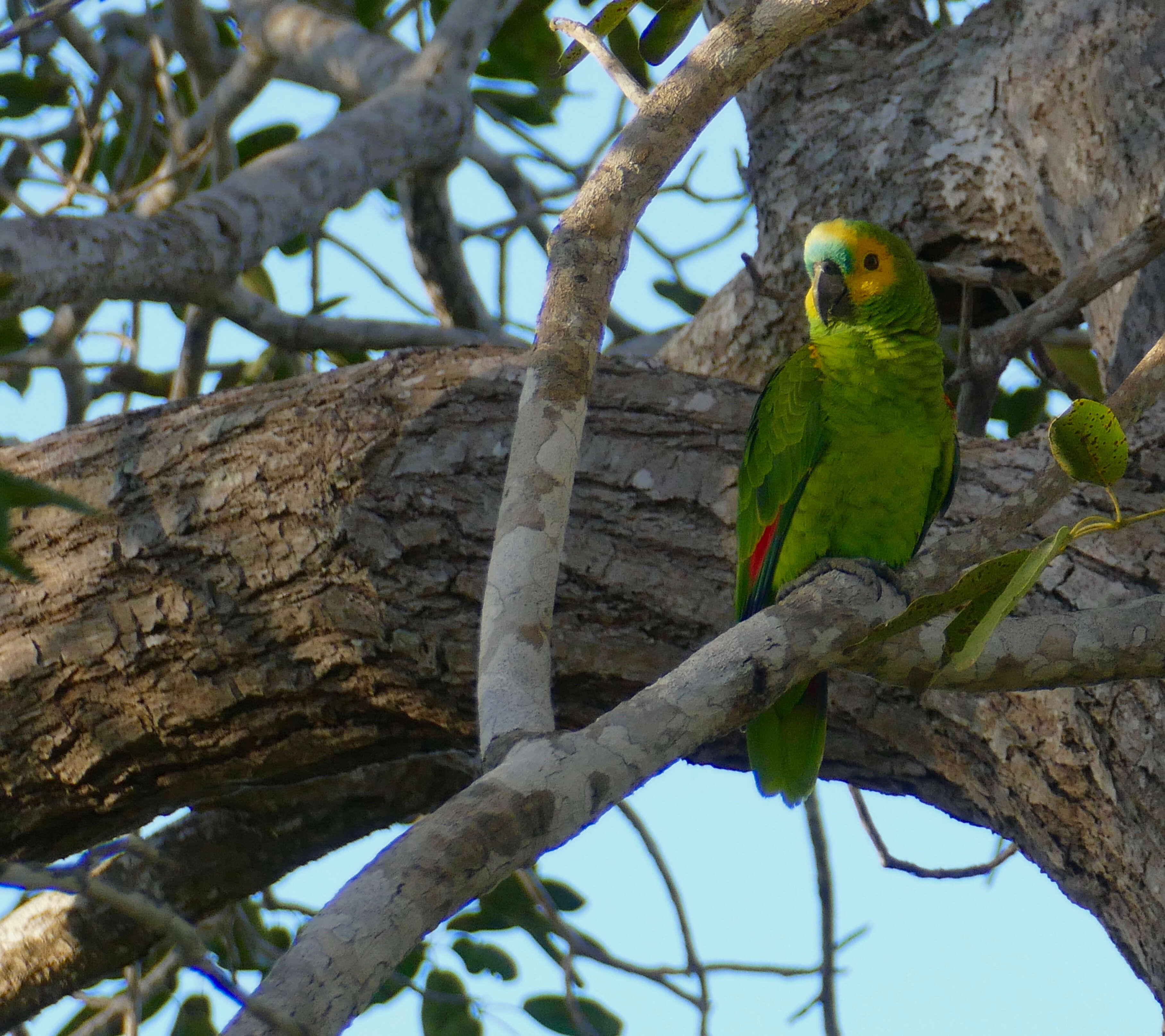 Image of Amazon parrots