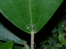 Image of Miconia argentea (Sw.) DC.