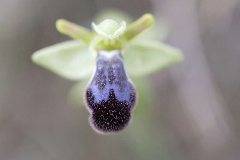 Image of ophrys