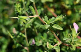 Image of restharrow