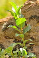 Image of Salix pyrenaica Gouan