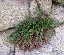 Image of forked spleenwort