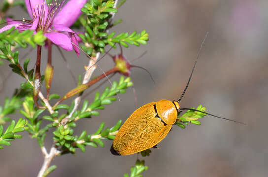 Image of bush cockroach