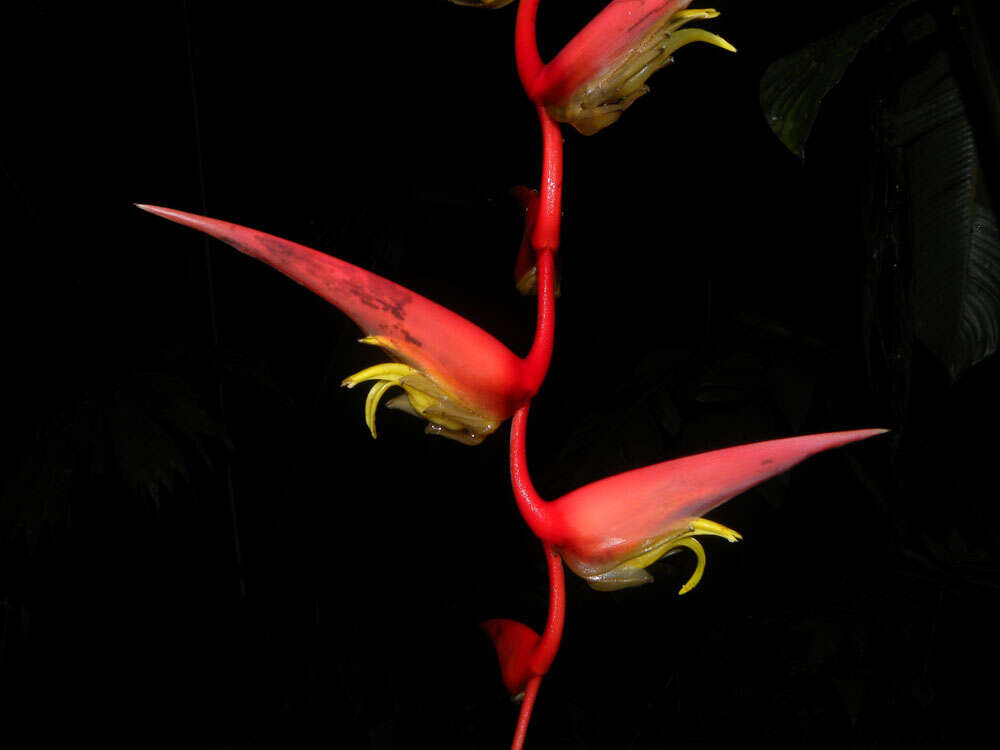 Image of Heliconia trichocarpa G. S. Daniels & F. G. Stiles