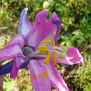 Image of Passiflora roseorum Killip
