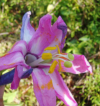 Image de Passiflora roseorum Killip