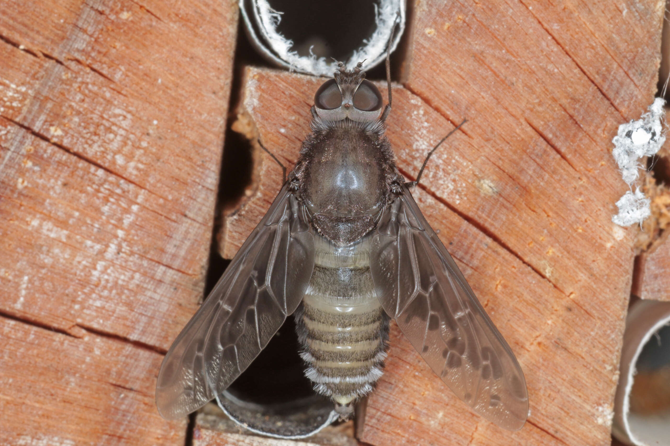 Image of Bee Fly