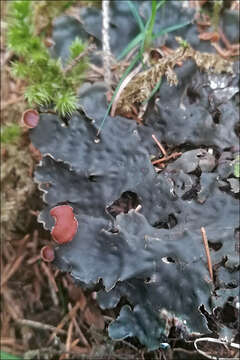 Image of Flat-fruited pelt;   Horizontal felt lichen