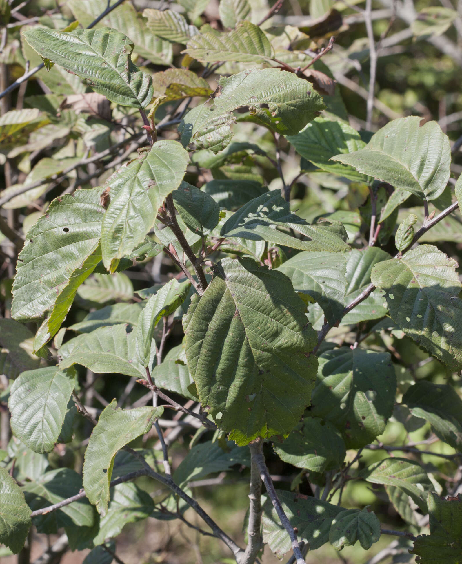 Image of Andean Alder