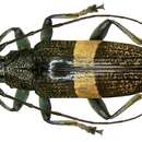 Image of Tmesisternus latifascia Heller 1914