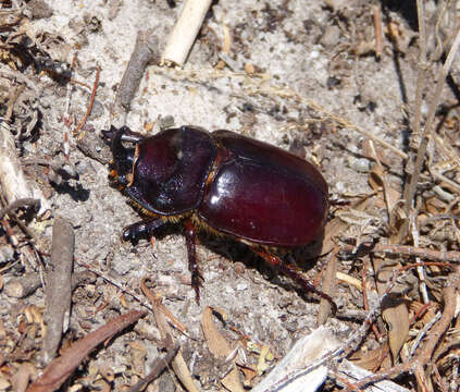 Image of European rhinoceros beetle