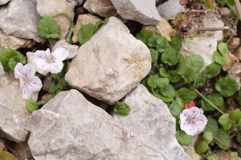 Image of Erodium reichardii (Murray) DC.