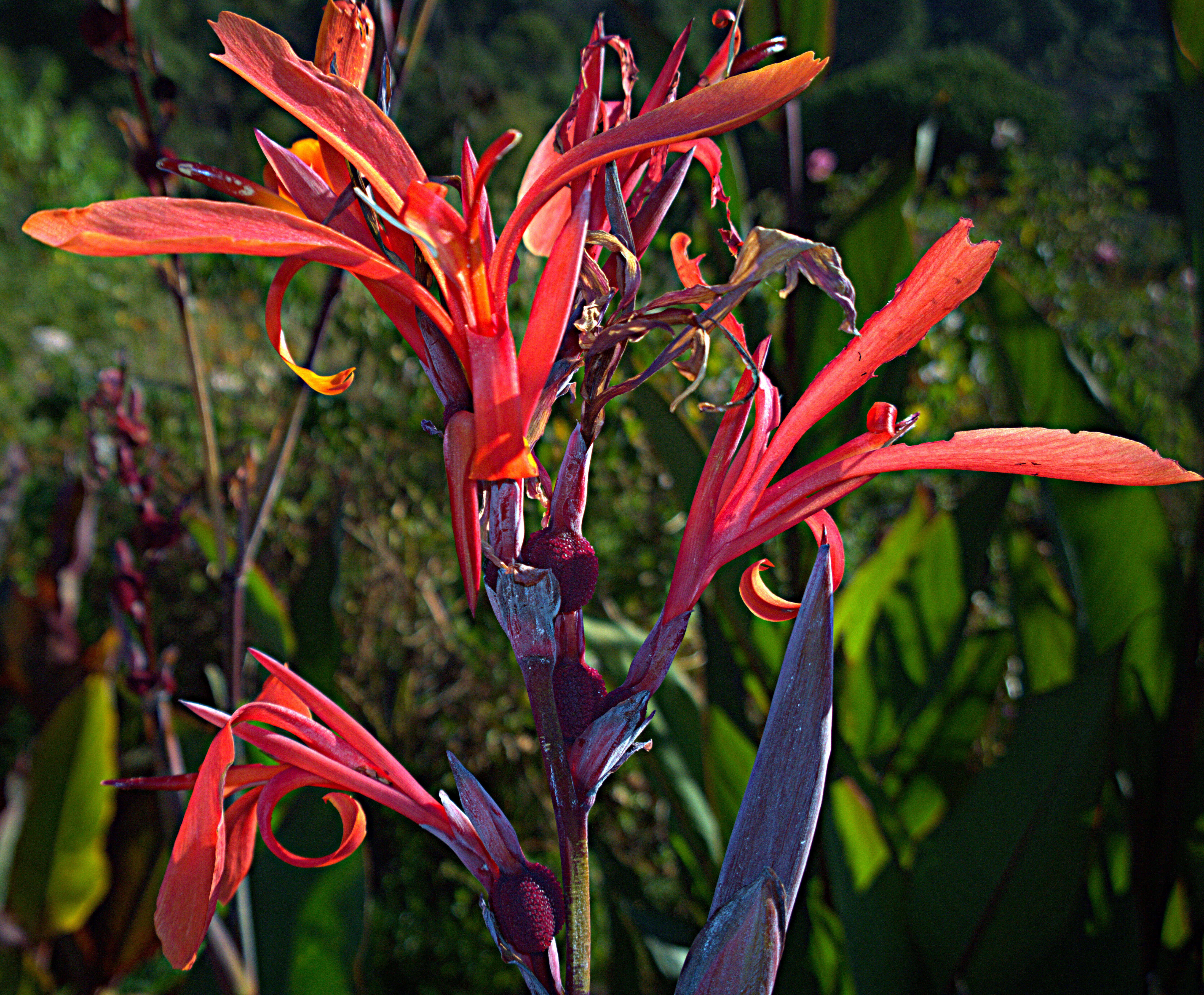 Image of canna lilies